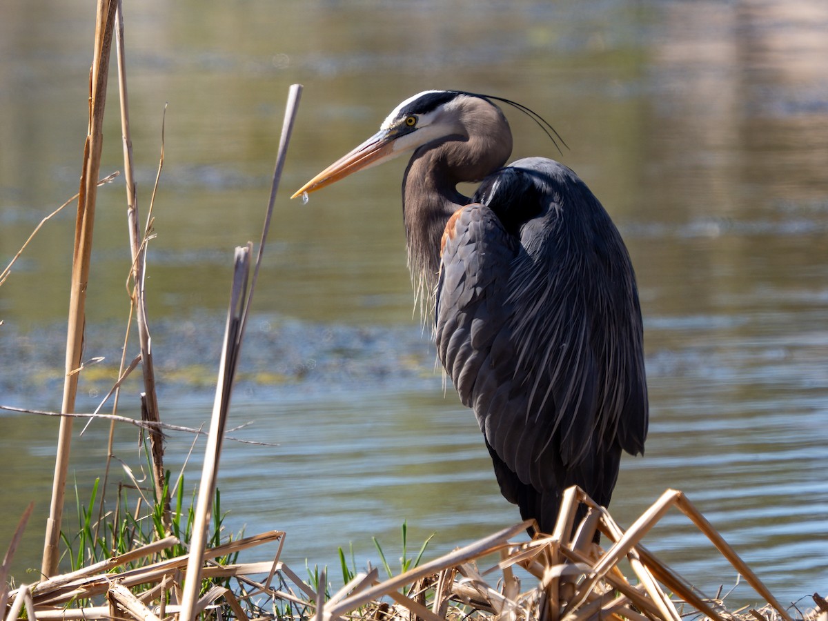 Great Blue Heron - ML638111642