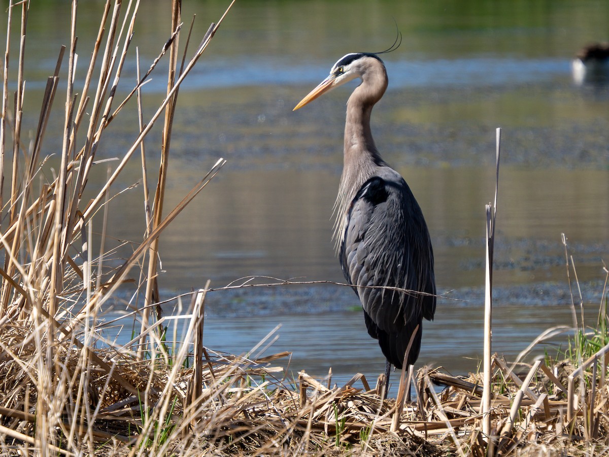 Great Blue Heron - ML638111643