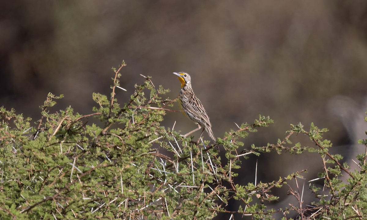 Pangani Longclaw - ML638111646