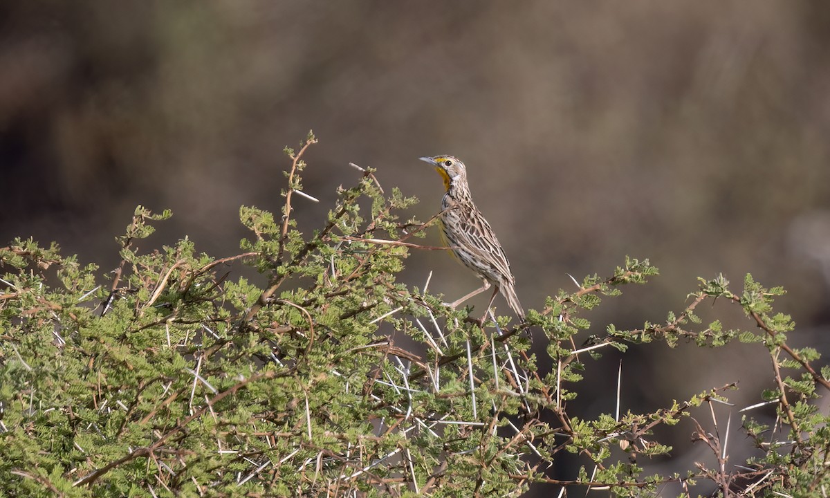 Pangani Longclaw - ML638111647
