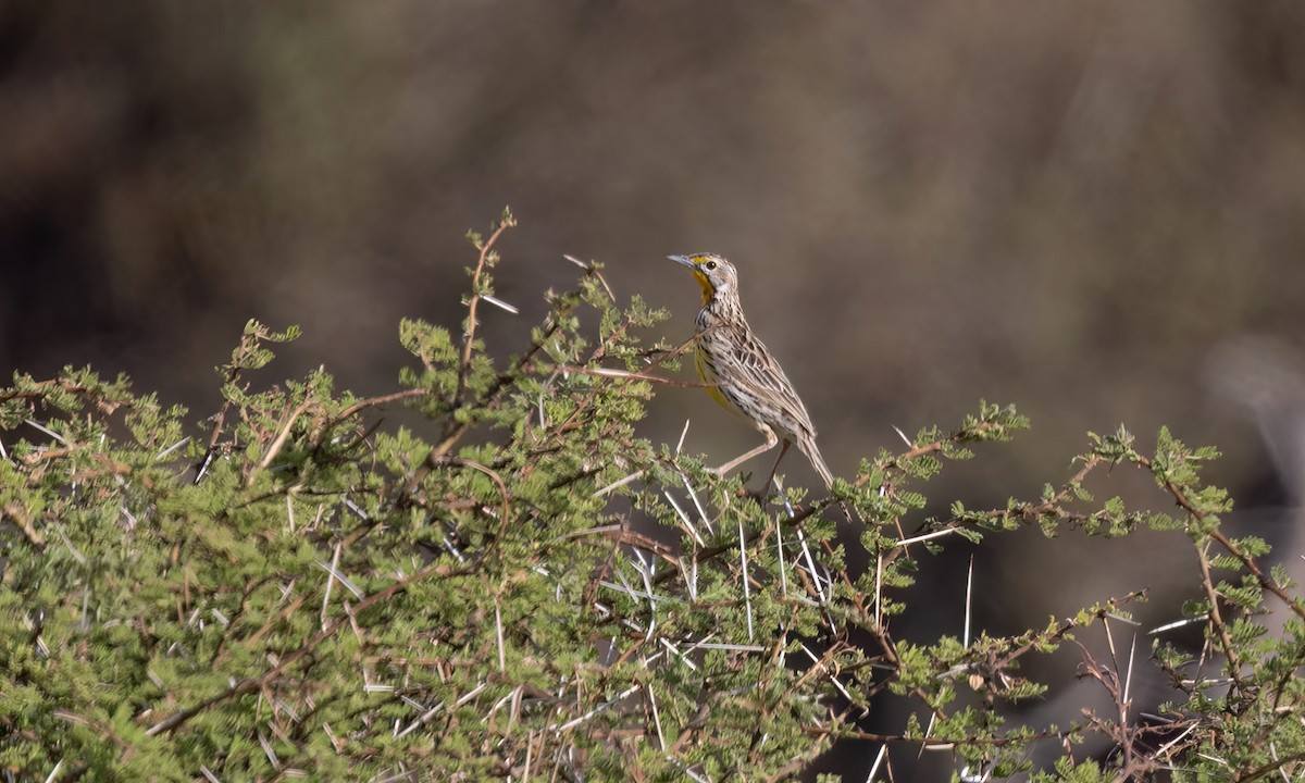 Pangani Longclaw - ML638111648