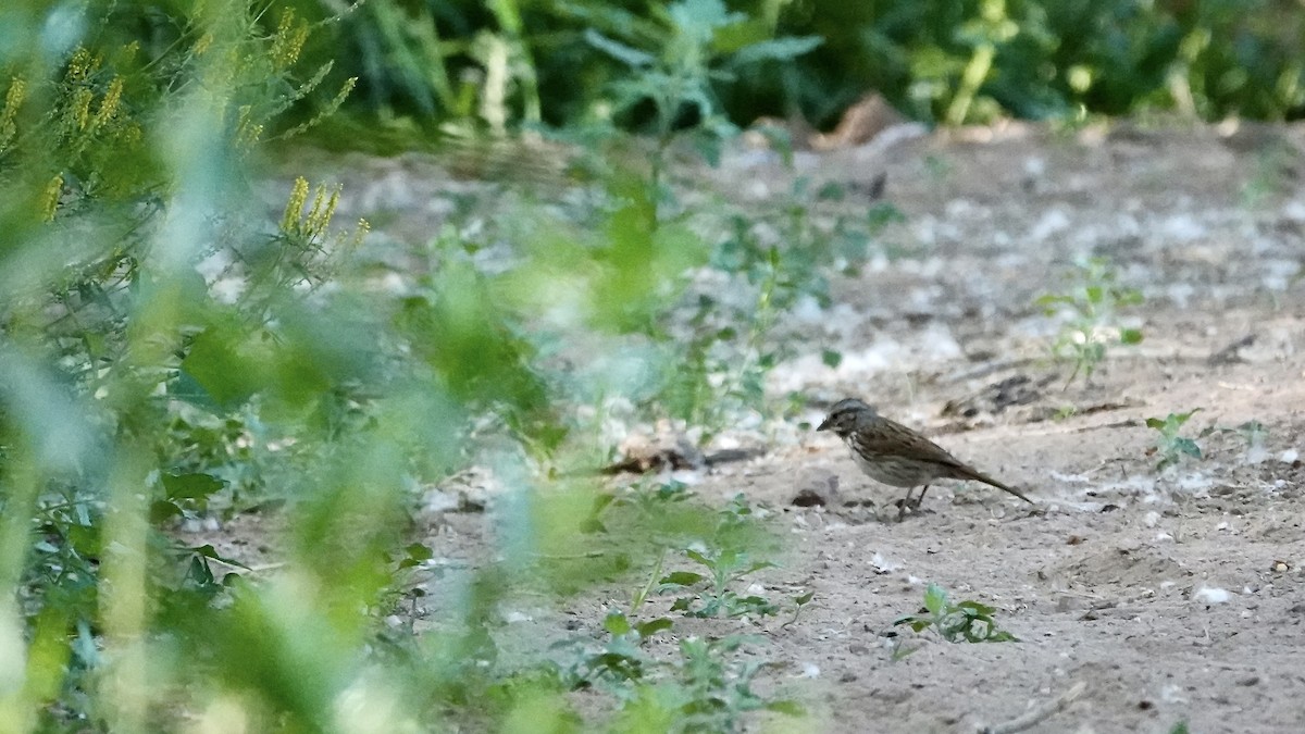 Song Sparrow (fallax Group) - ML638111670