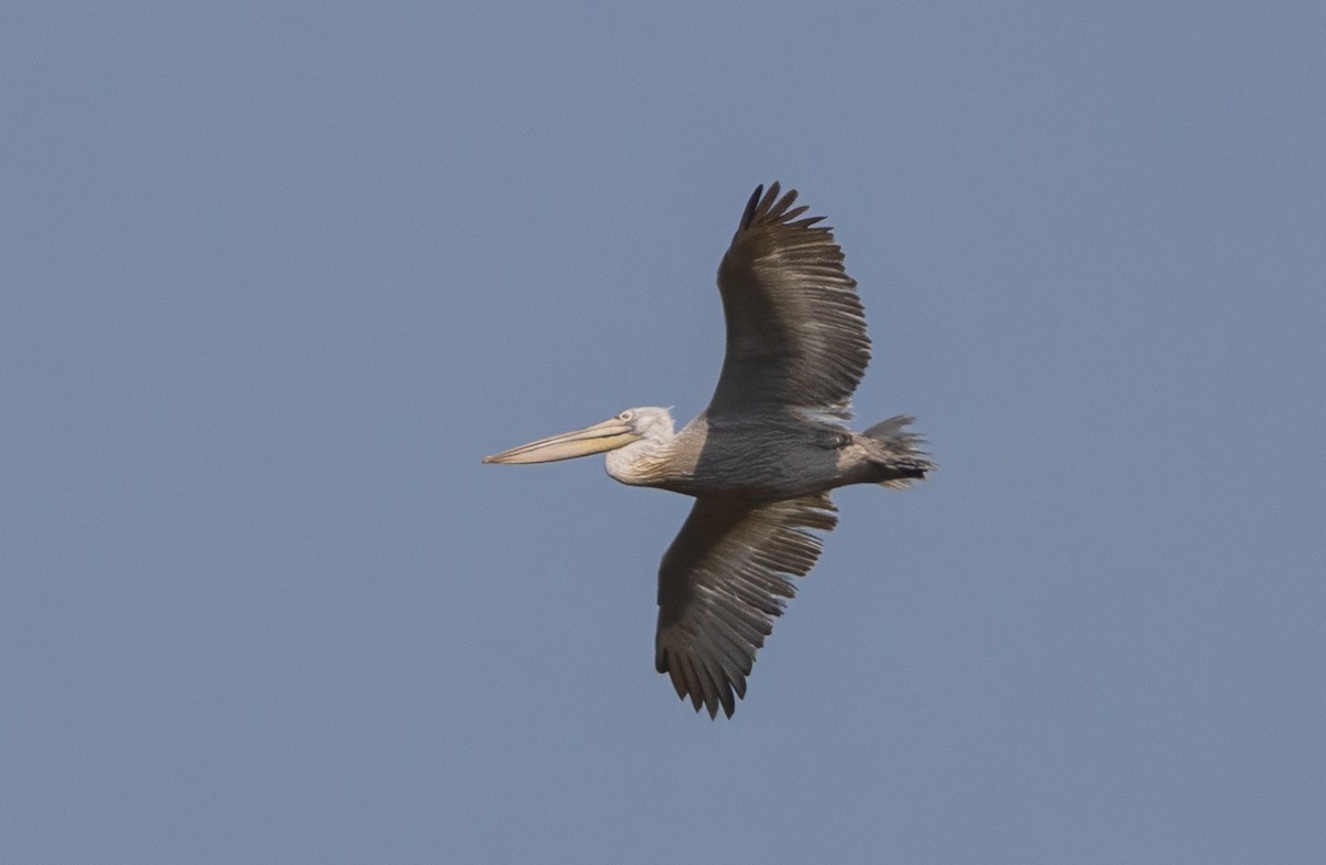 Pélican frisé - ML638111675