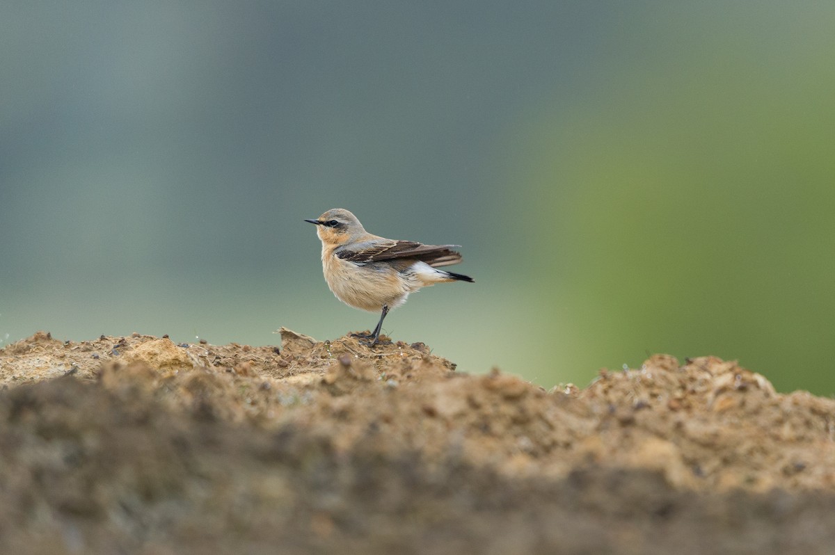 Northern Wheatear (Greenland) - ML638111685