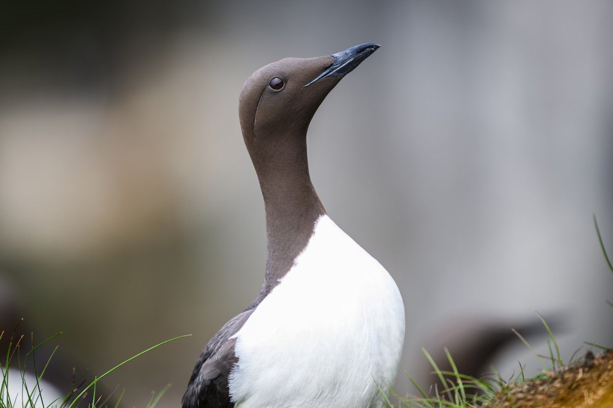 Thick-billed Murre - ML638111691
