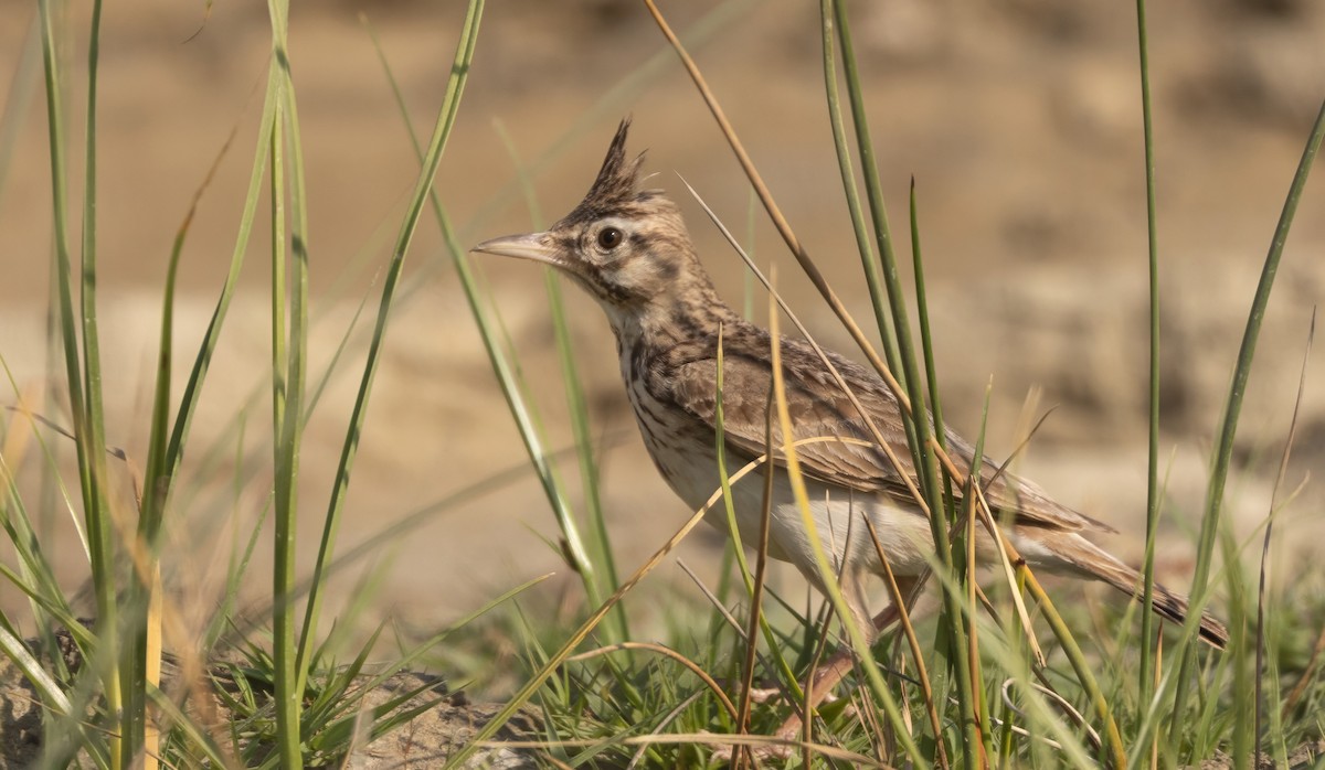 Cochevis huppé - ML638111707