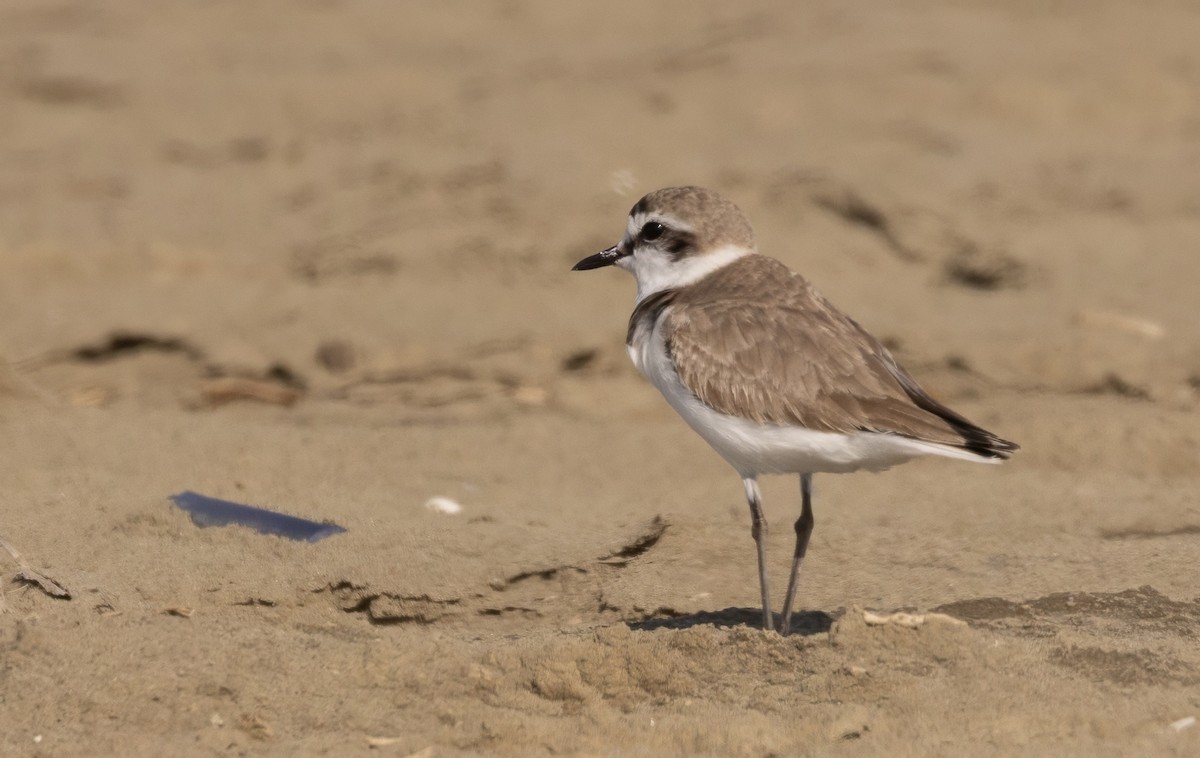 Pluvier à collier interrompu - ML638111721