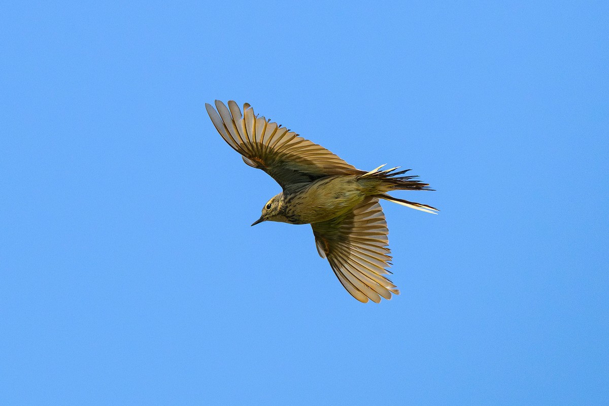 American Pipit - ML638111729
