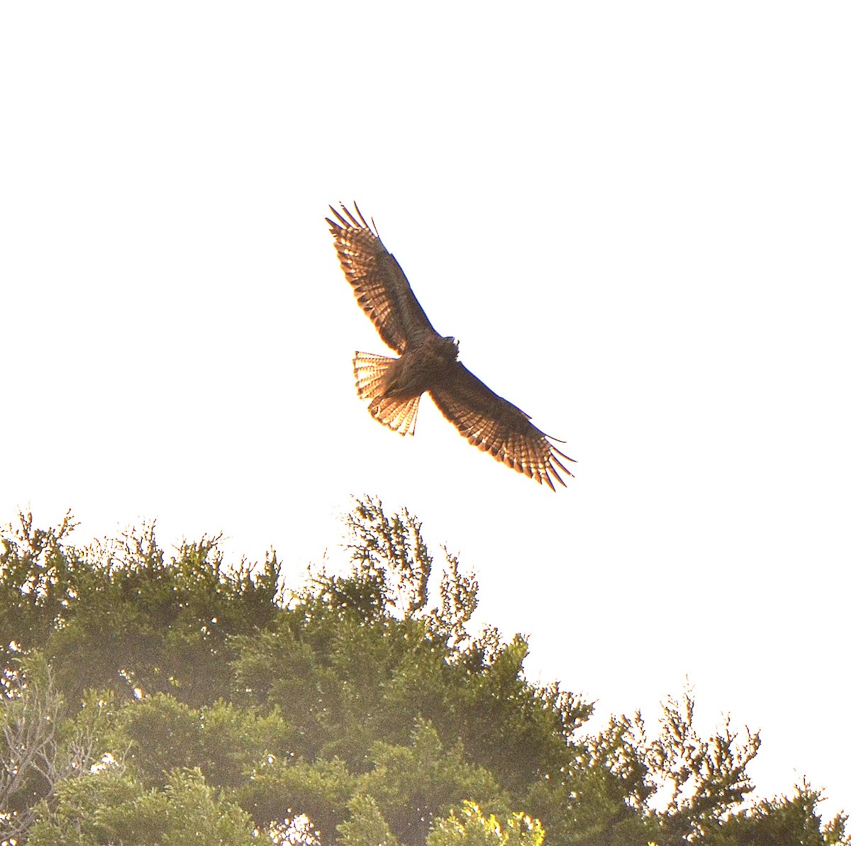 Rufous-tailed Hawk - ML638111750