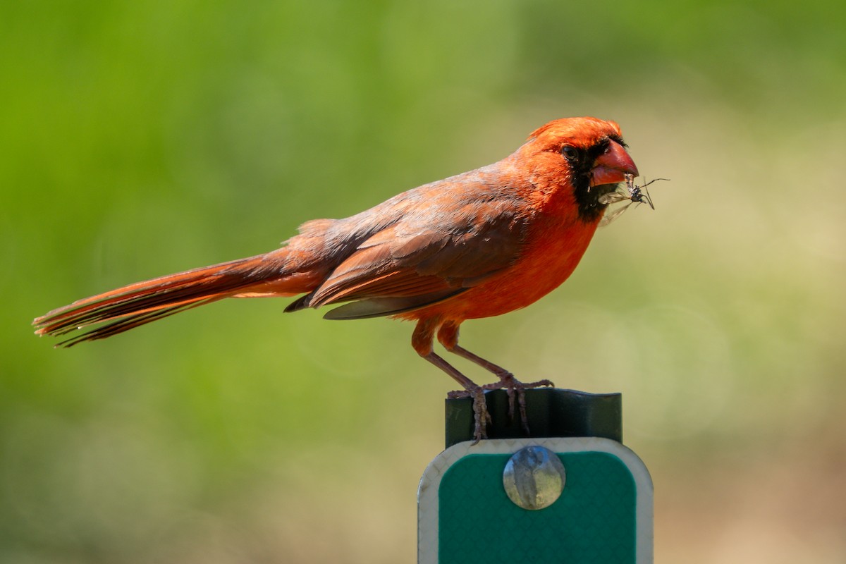 Northern Cardinal - ML638111783