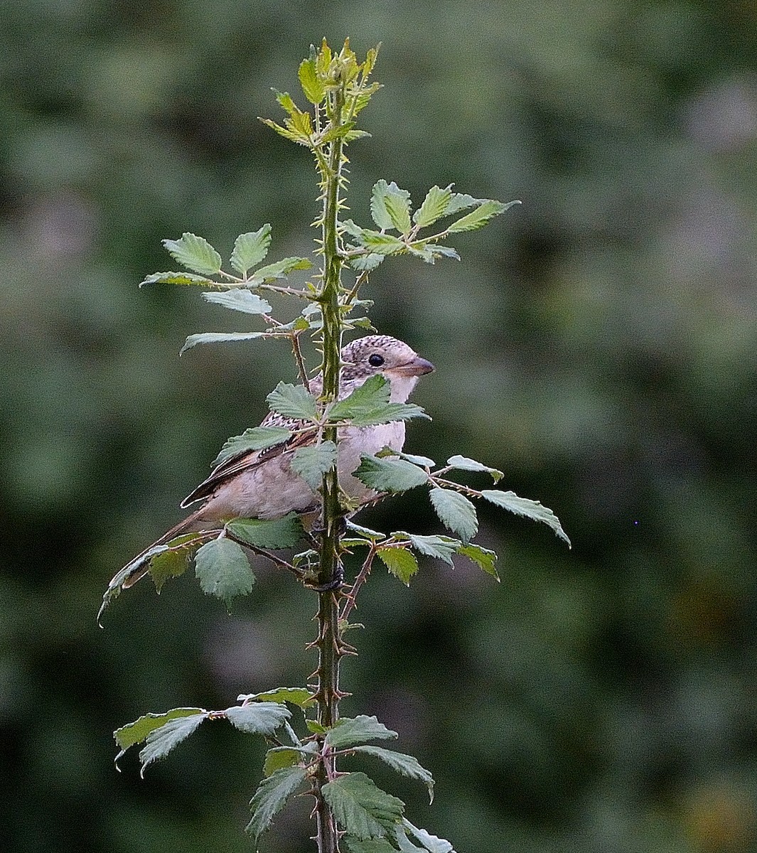 Woodchat Shrike - ML638111786