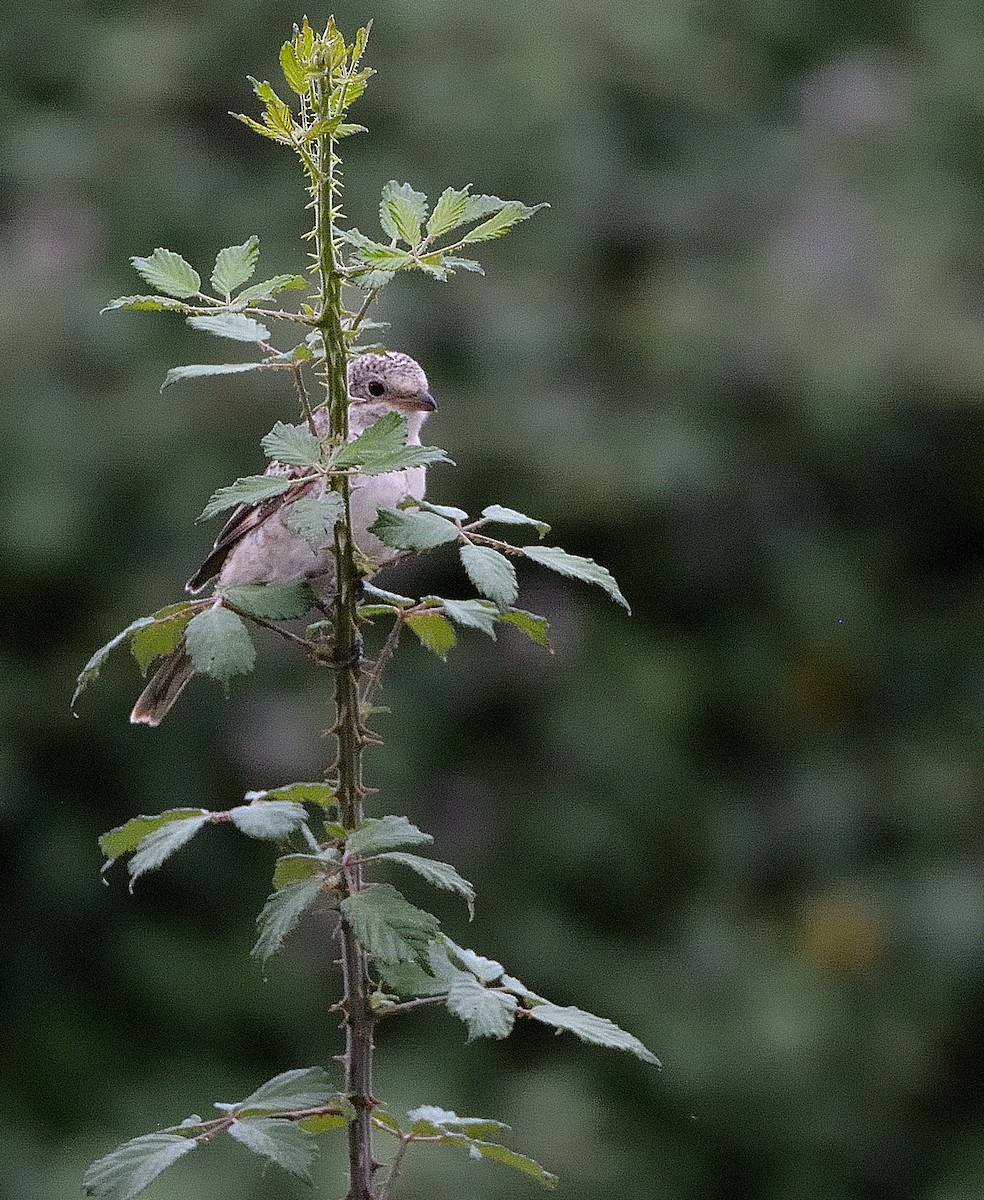 Woodchat Shrike - ML638111787