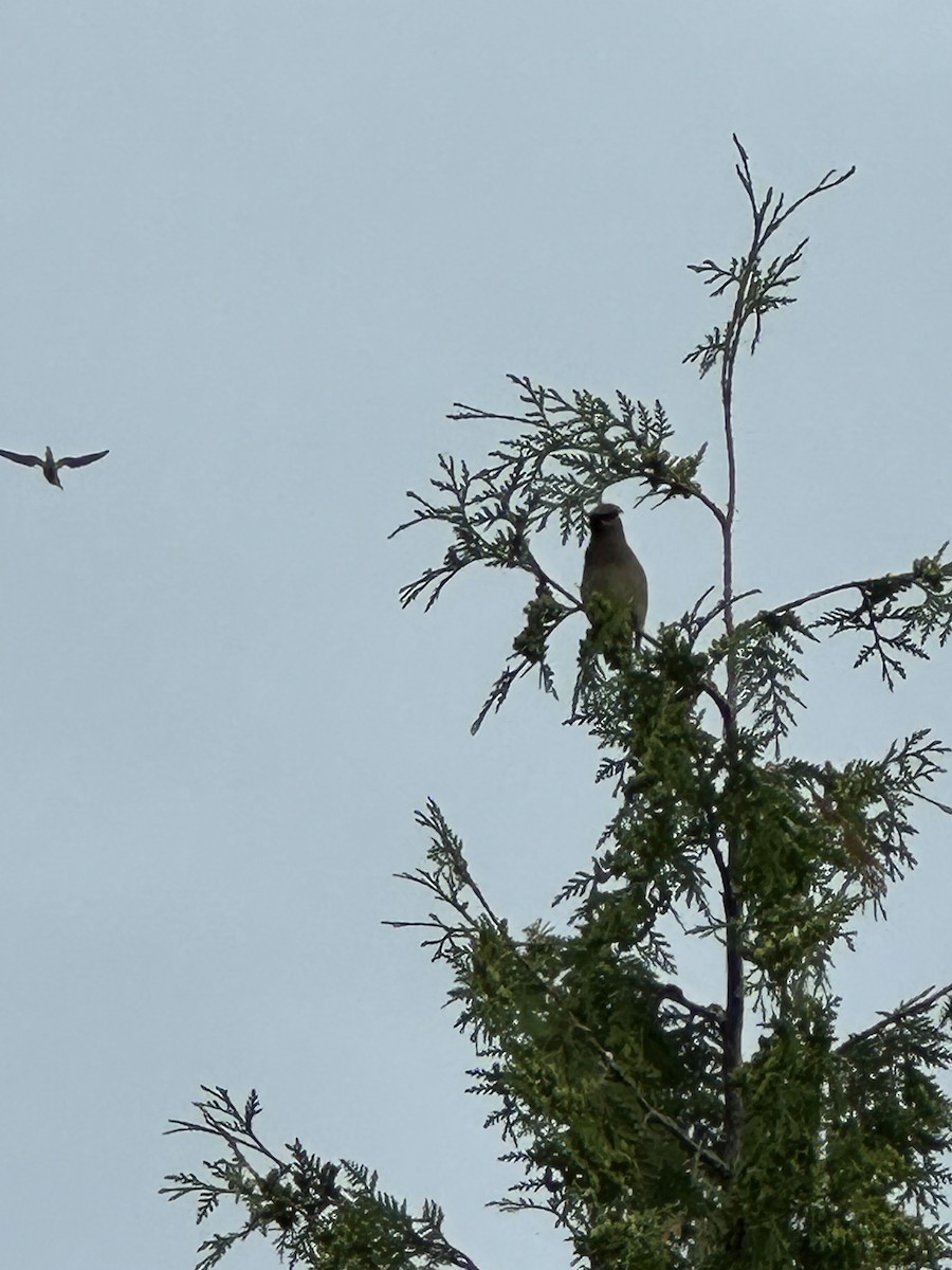 Cedar Waxwing - ML638111790