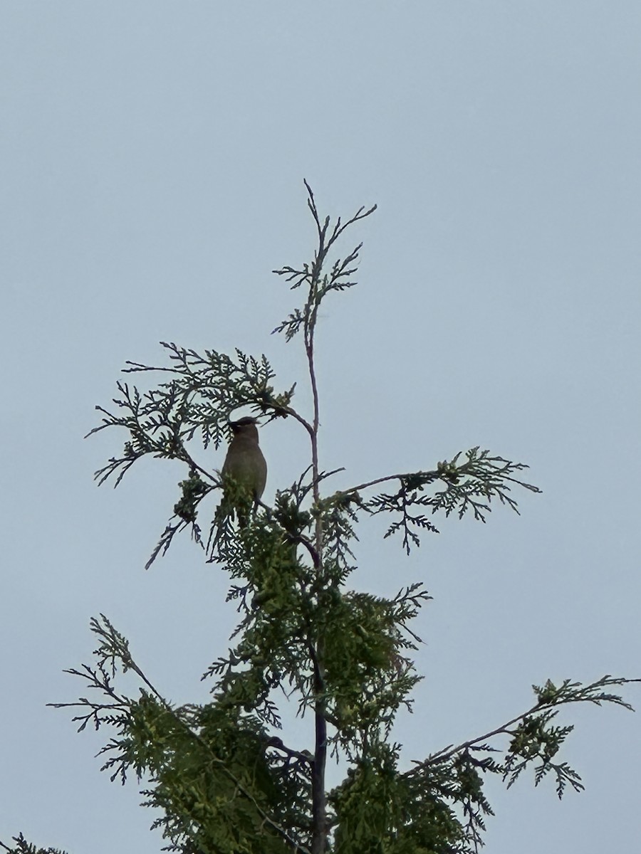Cedar Waxwing - ML638111791