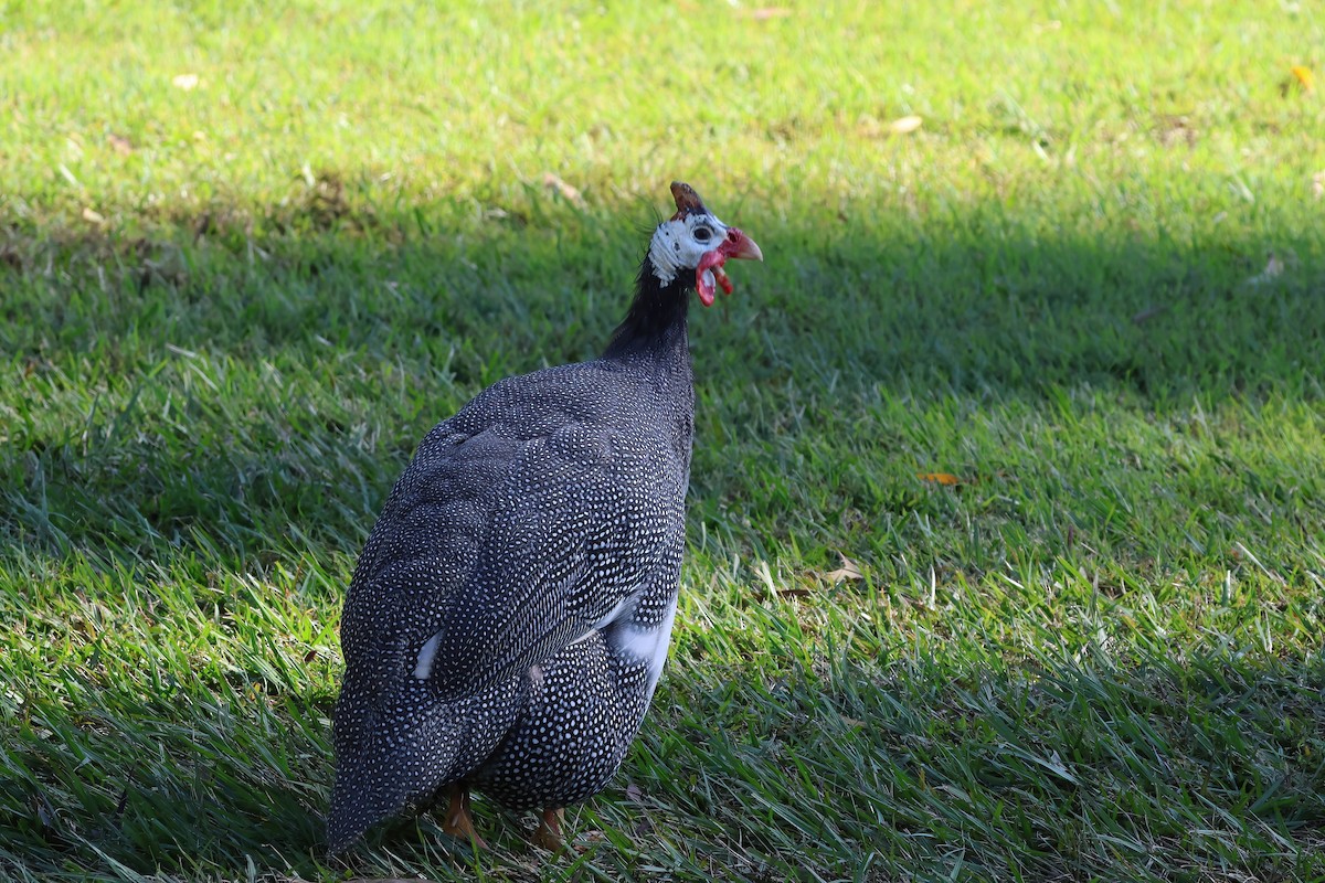Helmeted Guineafowl (Domestic type) - ML638111792