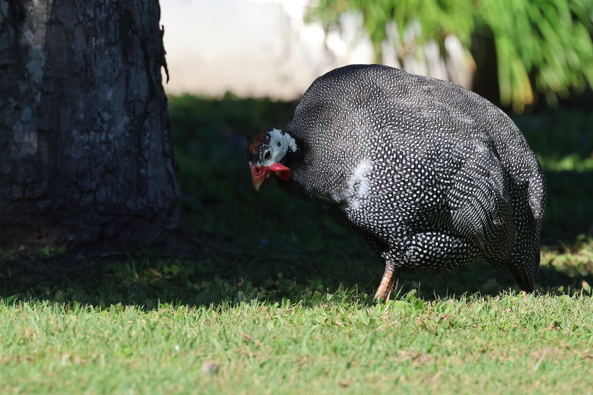 Helmeted Guineafowl (Domestic type) - ML638111806