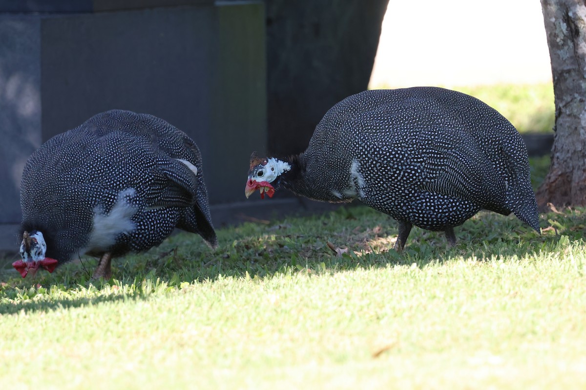 Helmeted Guineafowl (Domestic type) - ML638111807