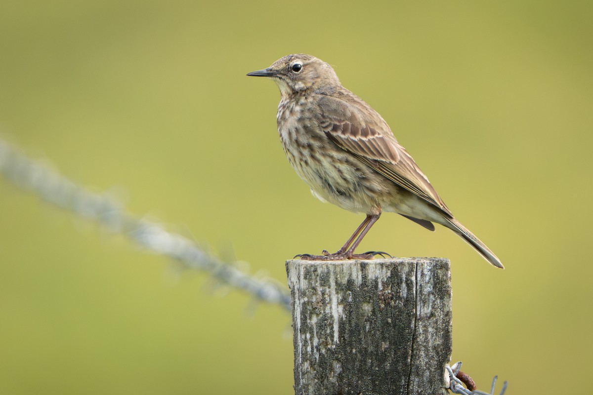 Rock Pipit - ML638111870
