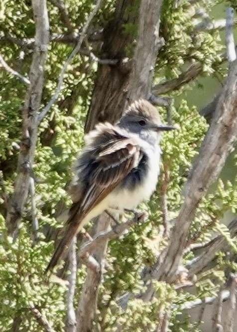 Ash-throated Flycatcher - ML638111899