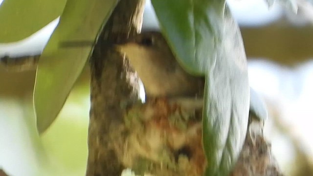 Black-chinned Hummingbird - ML638111914