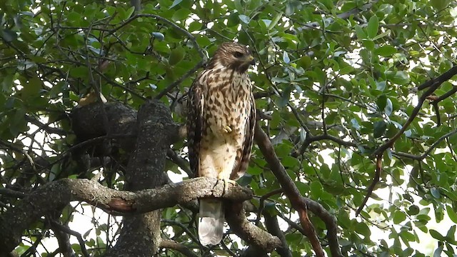 Rotschulterbussard - ML638111951