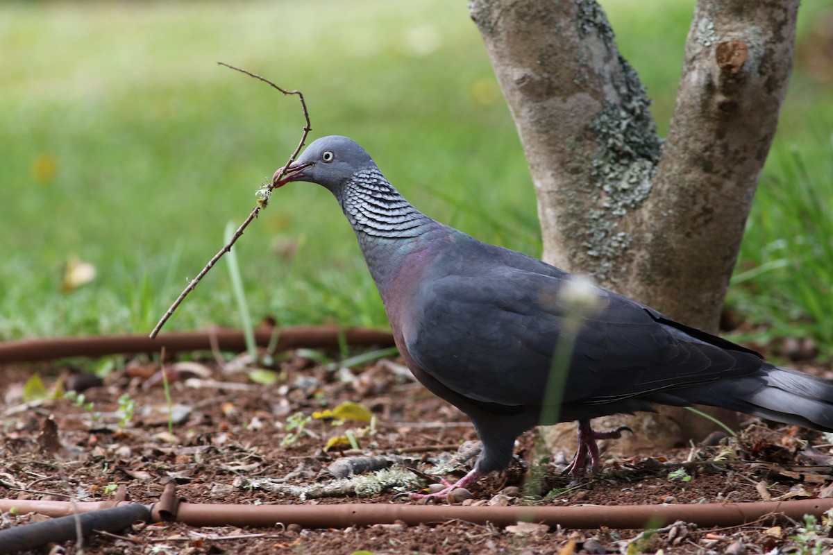 Trocaz Pigeon - ML638111987