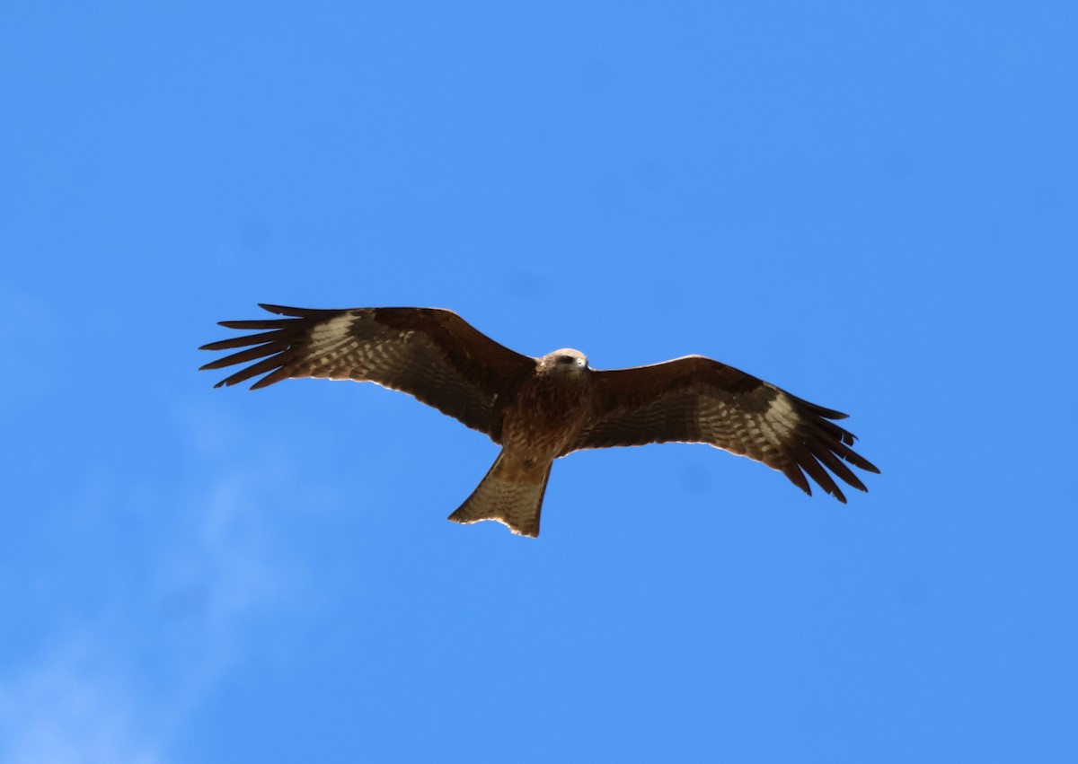Black Kite (Black-eared) - ML638112025
