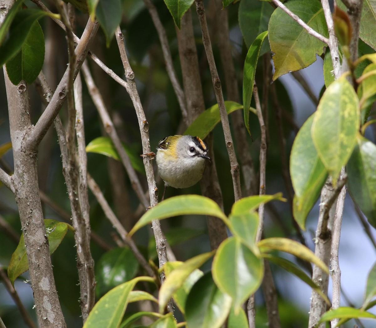 Madeira Firecrest - ML638112028