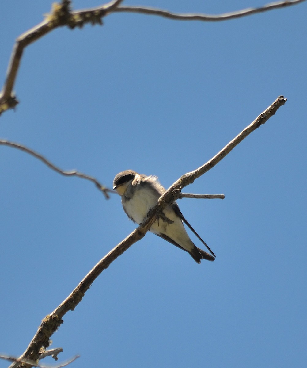 Chilean Swallow - ML638112029