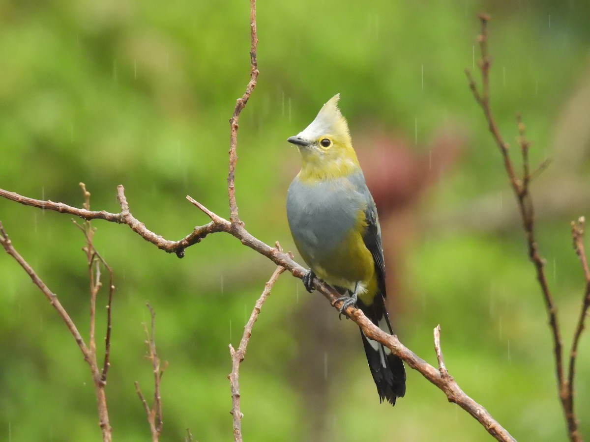 Long-tailed Silky-flycatcher - ML638112030