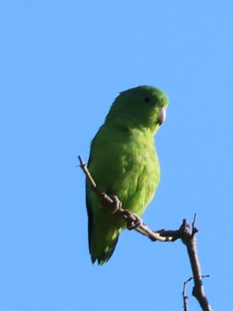 Cobalt-rumped Parrotlet - ML638112031