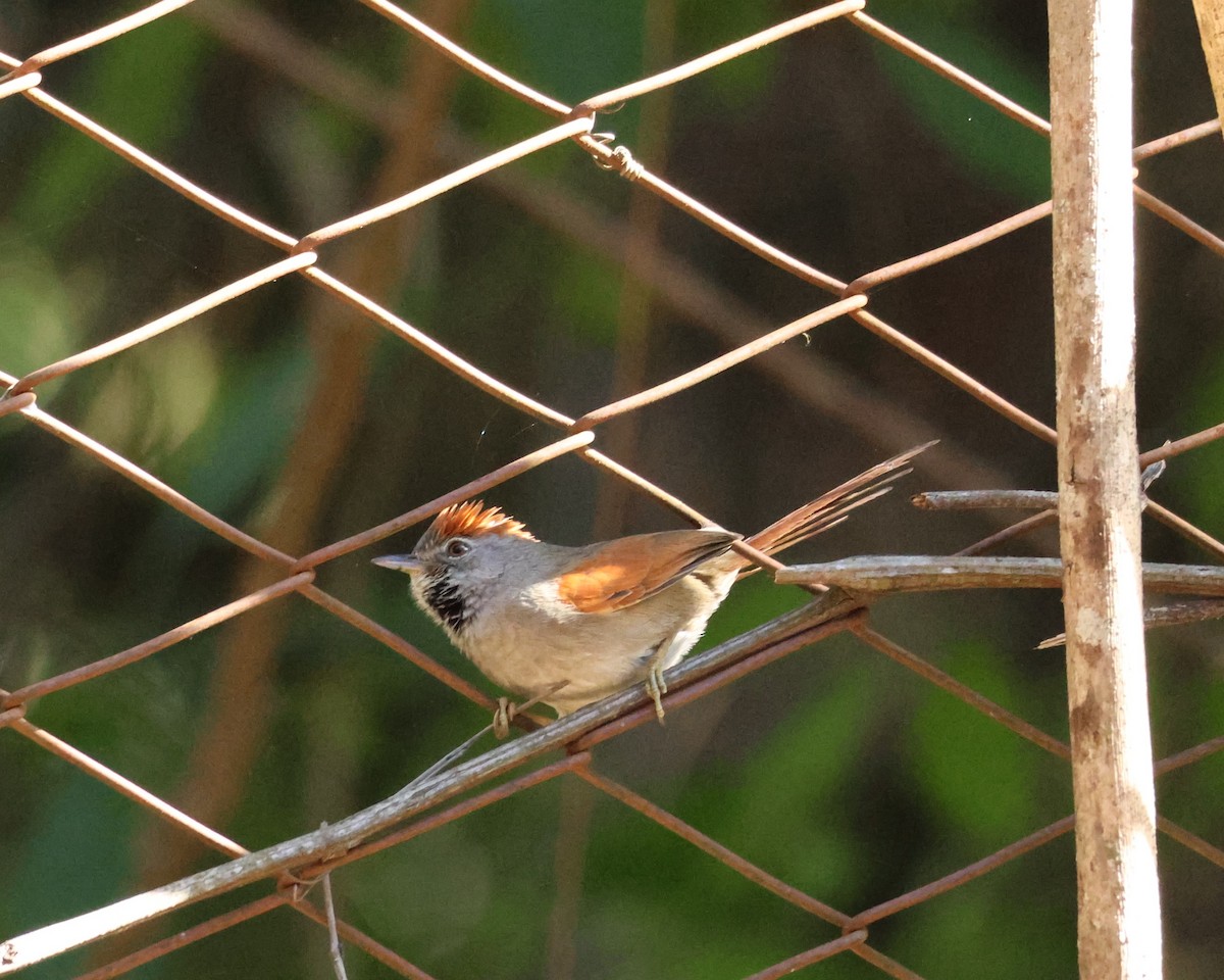 Sooty-fronted Spinetail - ML638112058