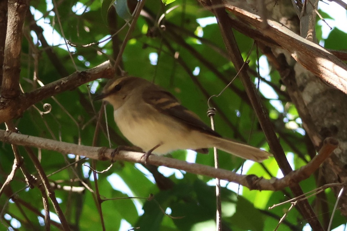Fuscous Flycatcher - ML638112098