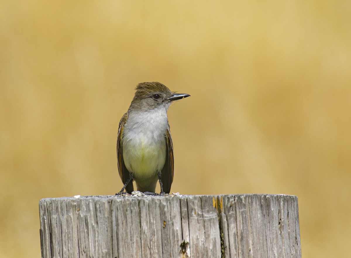 Ash-throated Flycatcher - ML638112100