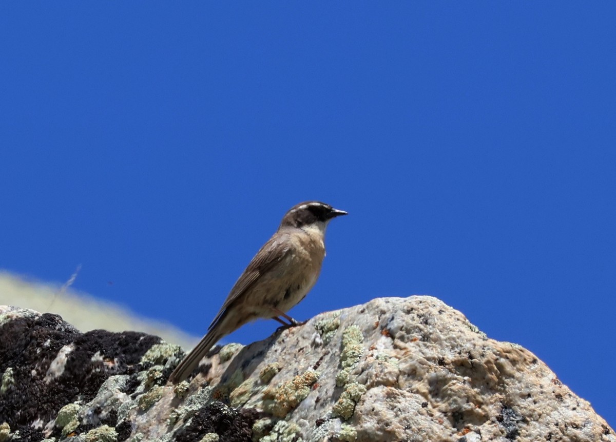 Brown Accentor - ML638112104