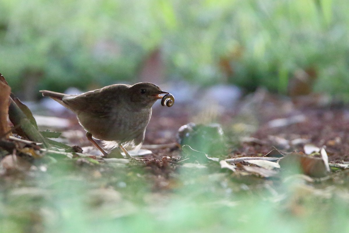 Thrush Nightingale - ML638112123
