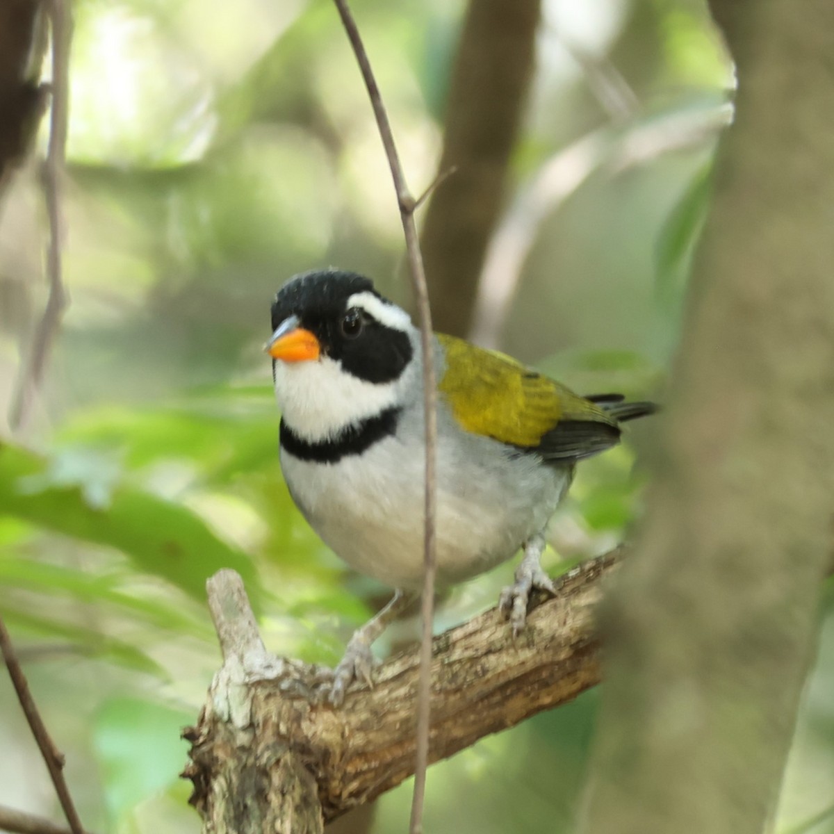 Saffron-billed Sparrow - ML638112132