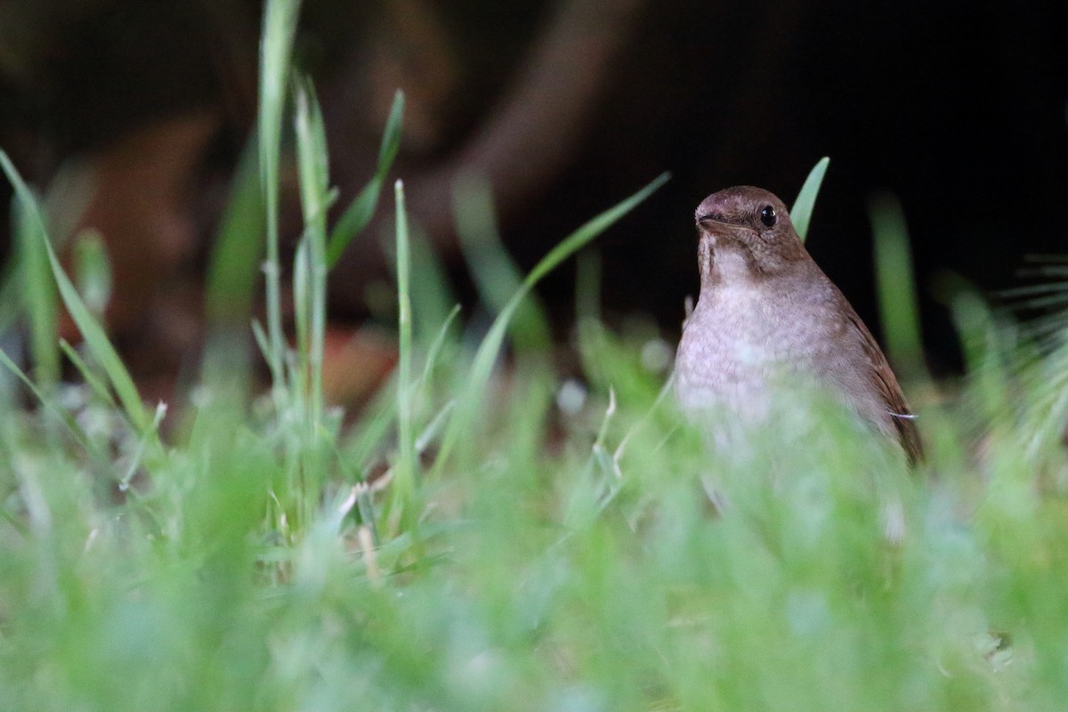 Thrush Nightingale - ML638112134