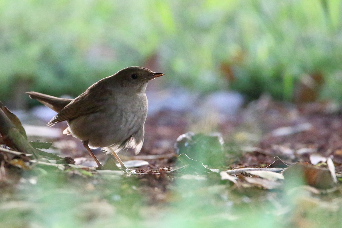 Thrush Nightingale - ML638112144