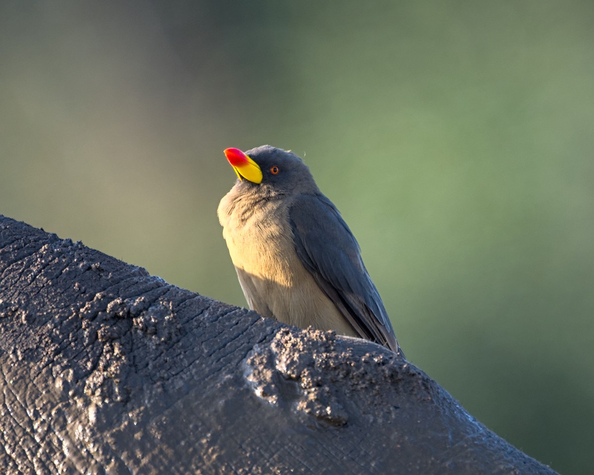 Yellow-billed Oxpecker - ML638112204