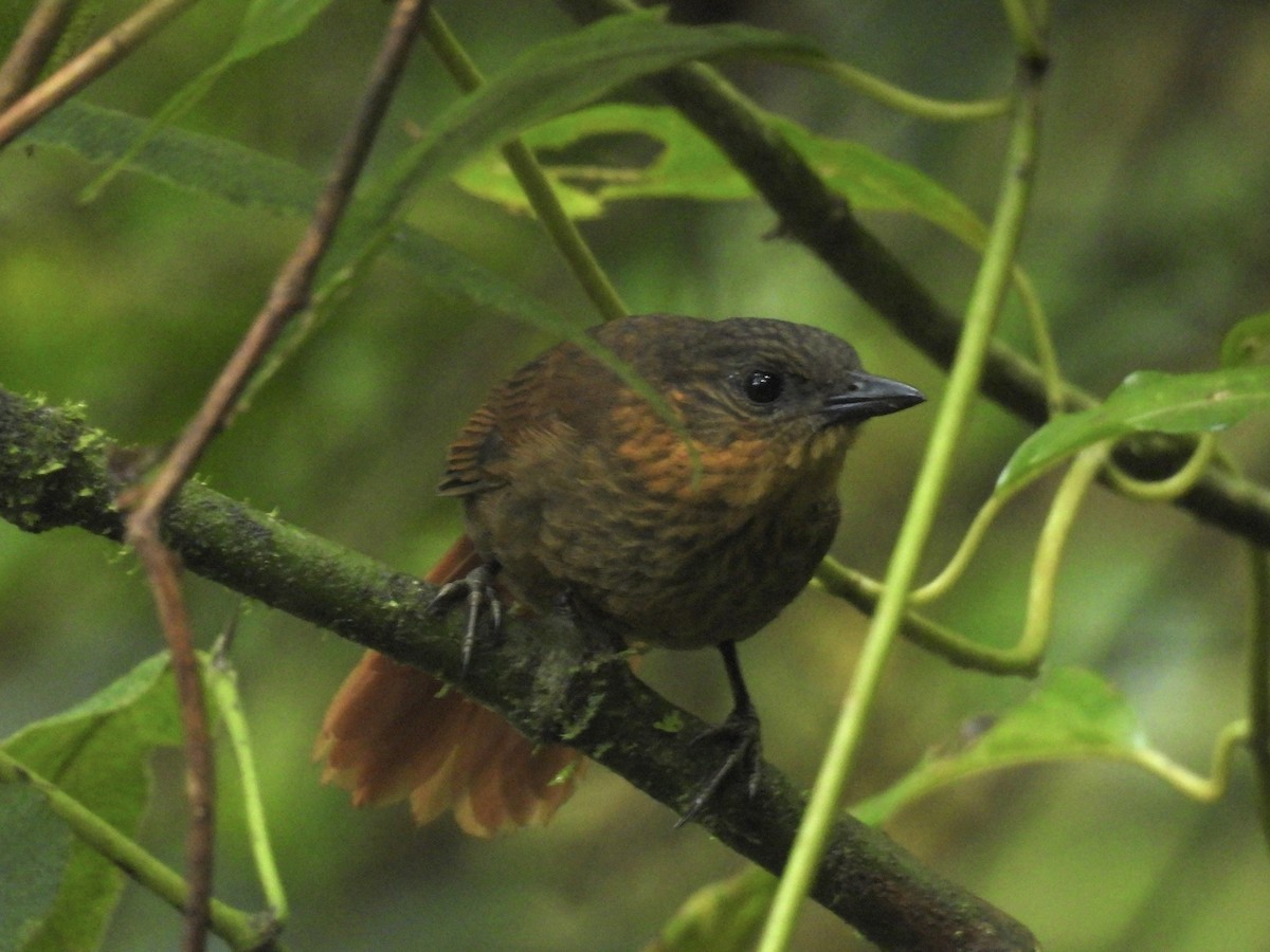 Streak-breasted Treehunter - ML638112307