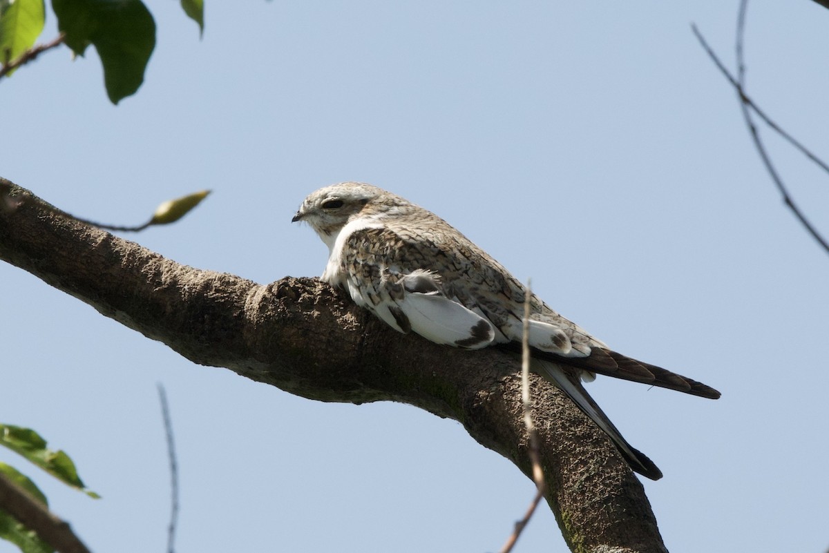 Sand-colored Nighthawk - ML638112336
