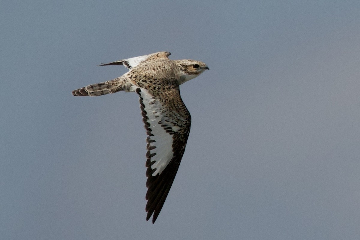 Sand-colored Nighthawk - ML638112337