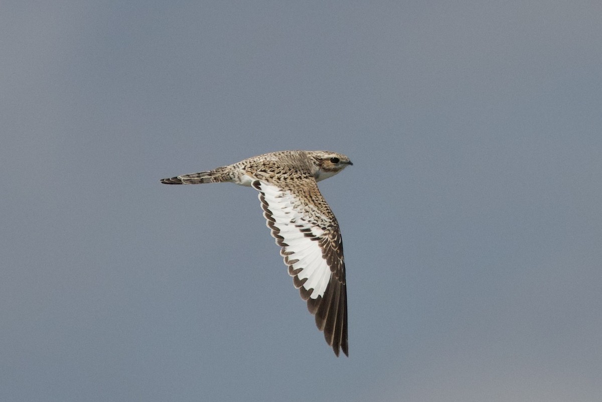 Sand-colored Nighthawk - ML638112338