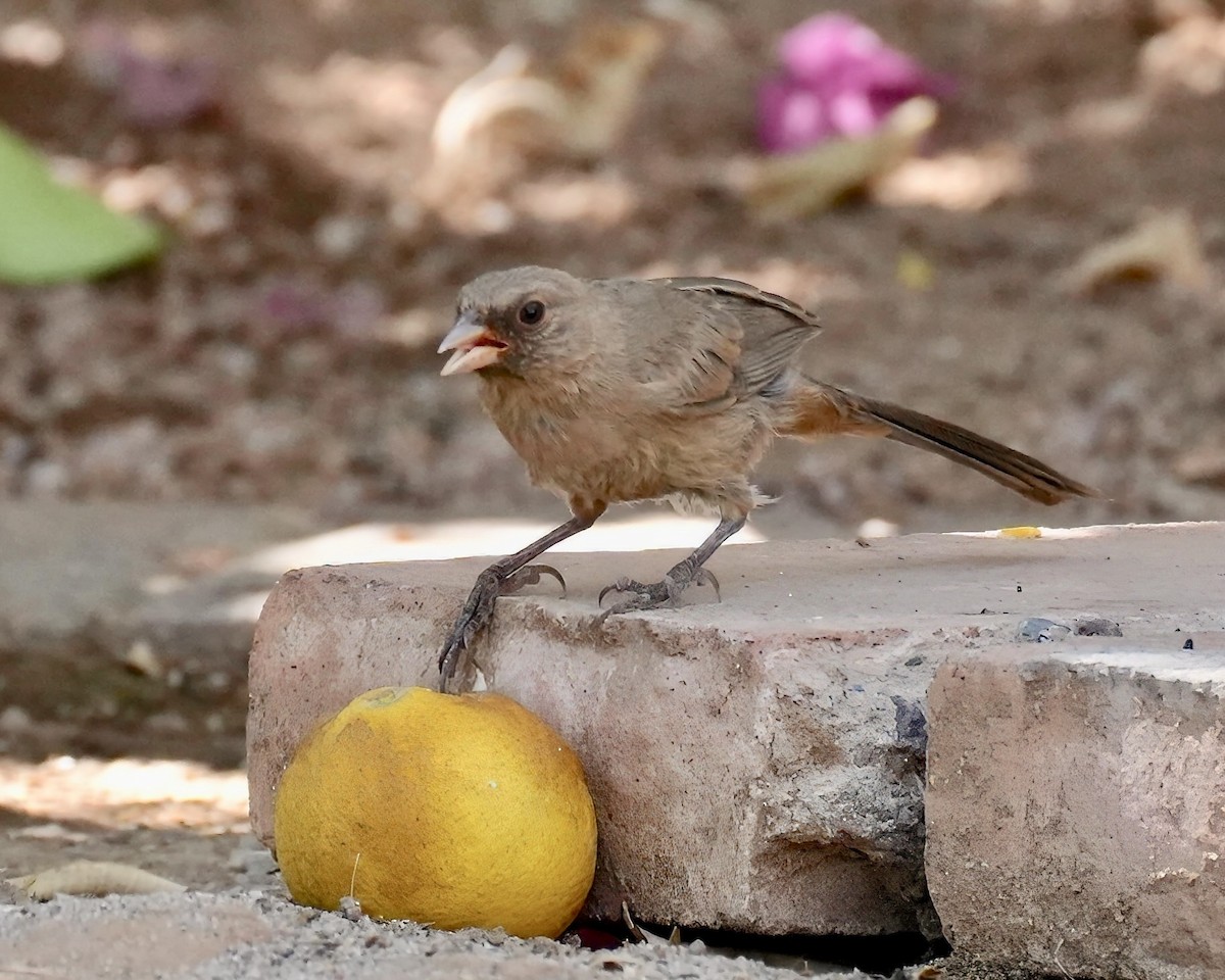 Abert's Towhee - ML638112355