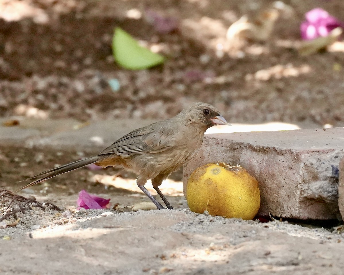 Abert's Towhee - ML638112361
