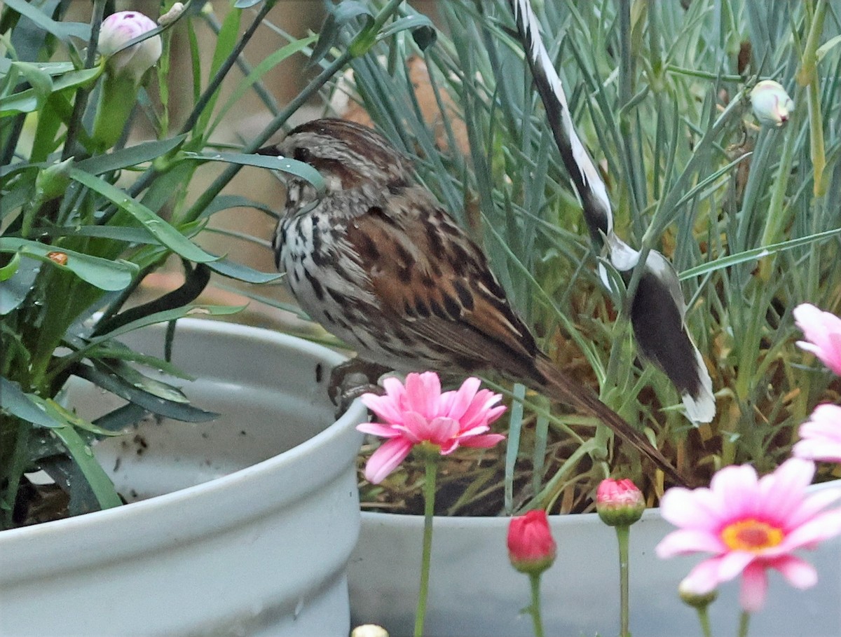 Song Sparrow (heermanni Group) - ML638112374