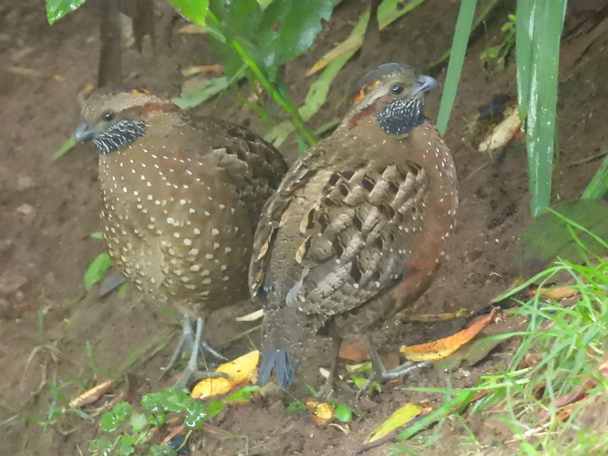 Spotted Wood-Quail - ML638112381