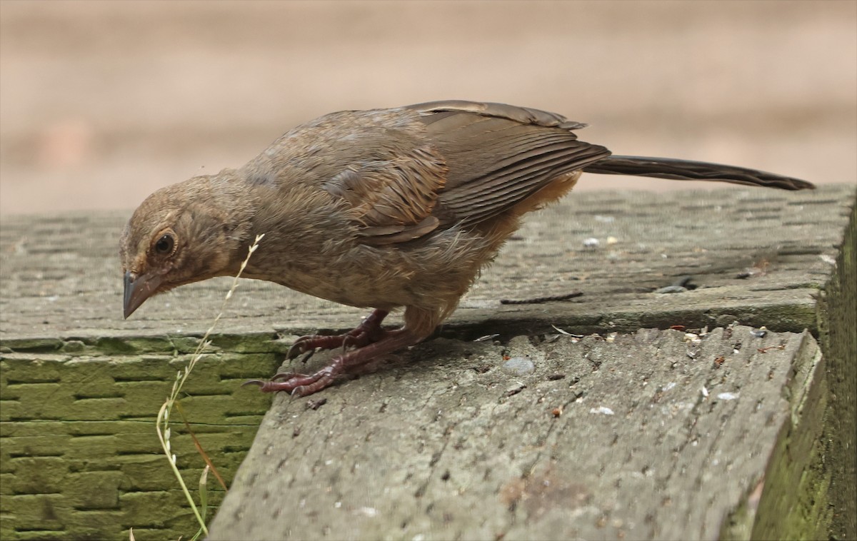 California Towhee - ML638112395