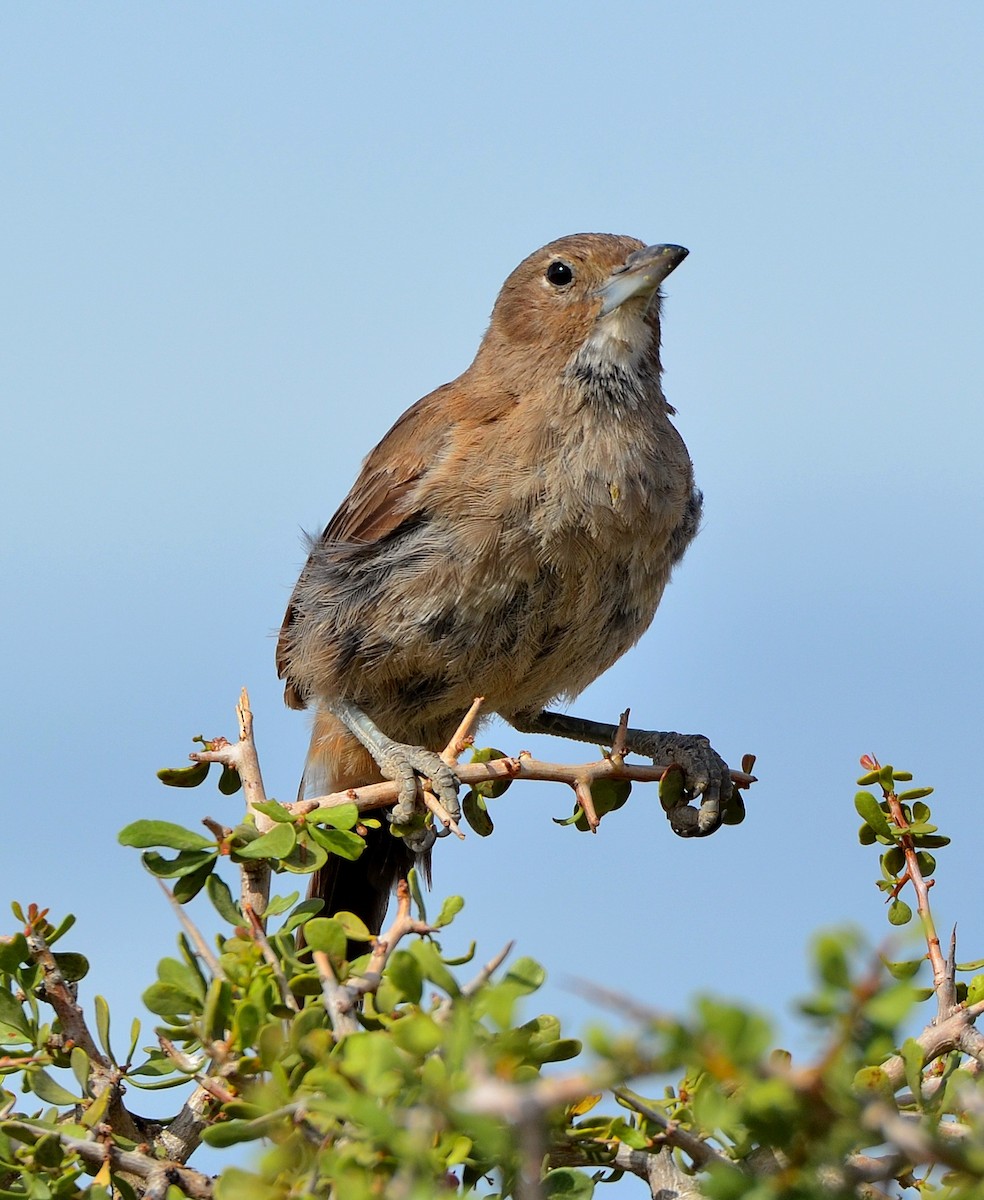 White-throated Cacholote - ML638112407